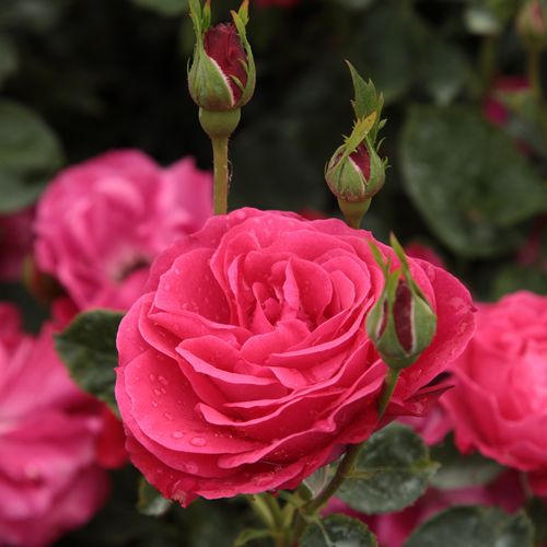 Rosa  Dauphine™ - růžová - Stromkové růže, květy kvetou ve skupinkách - stromková růže s keřovitým tvarem koruny